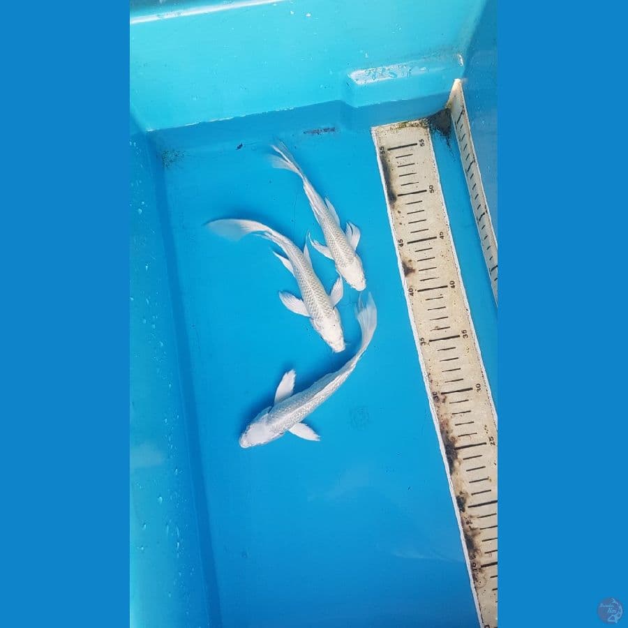paket kumpay 17-19cm