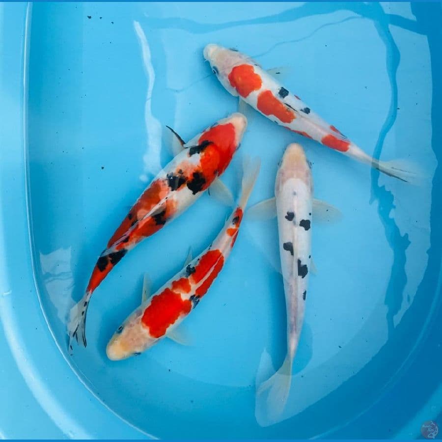 mix koi, 30BU