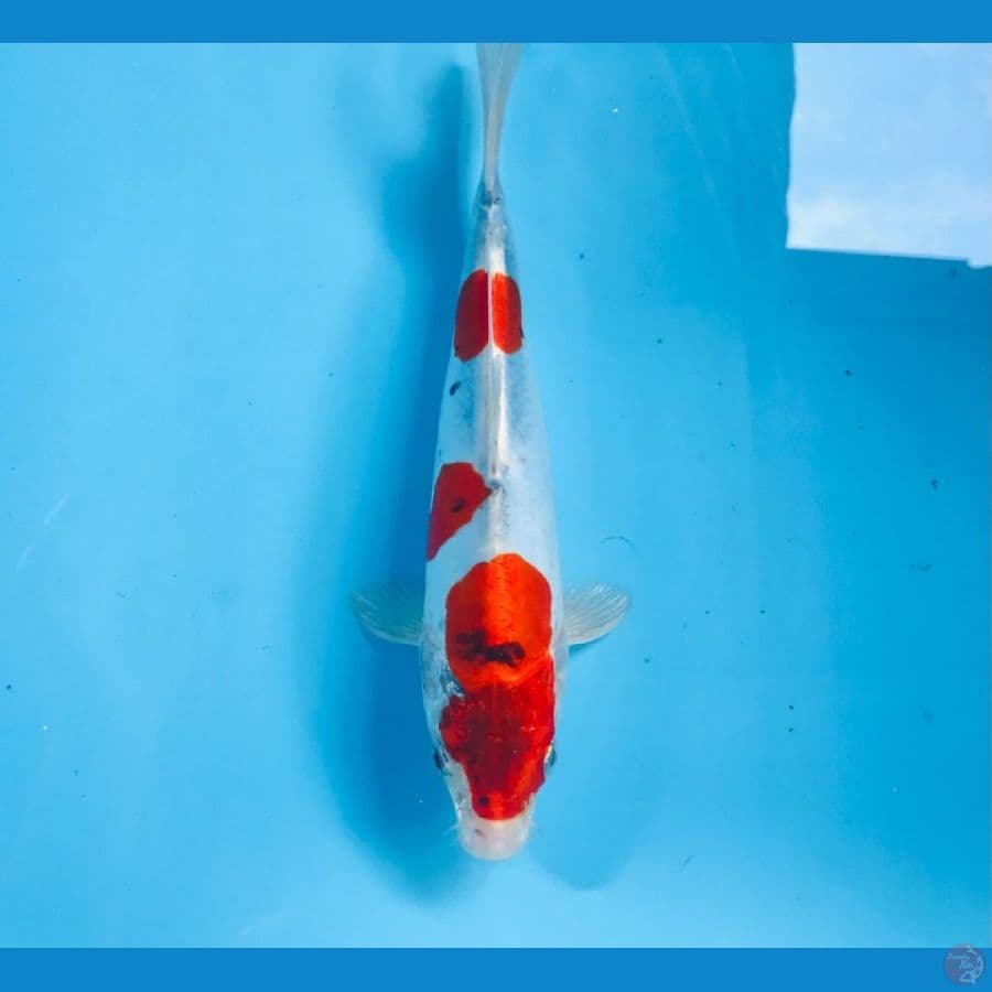 F1 kikokuryu, 25cm