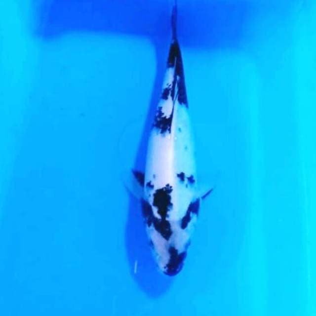 Shiro 32 cm