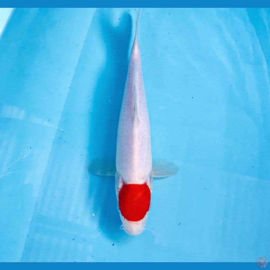 tancho kohaku, 25 cm