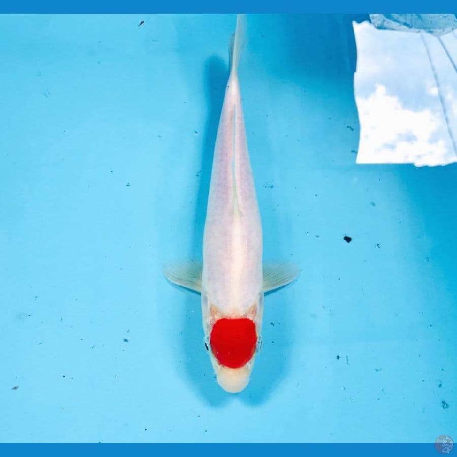 tancho kohaku, 25 cm