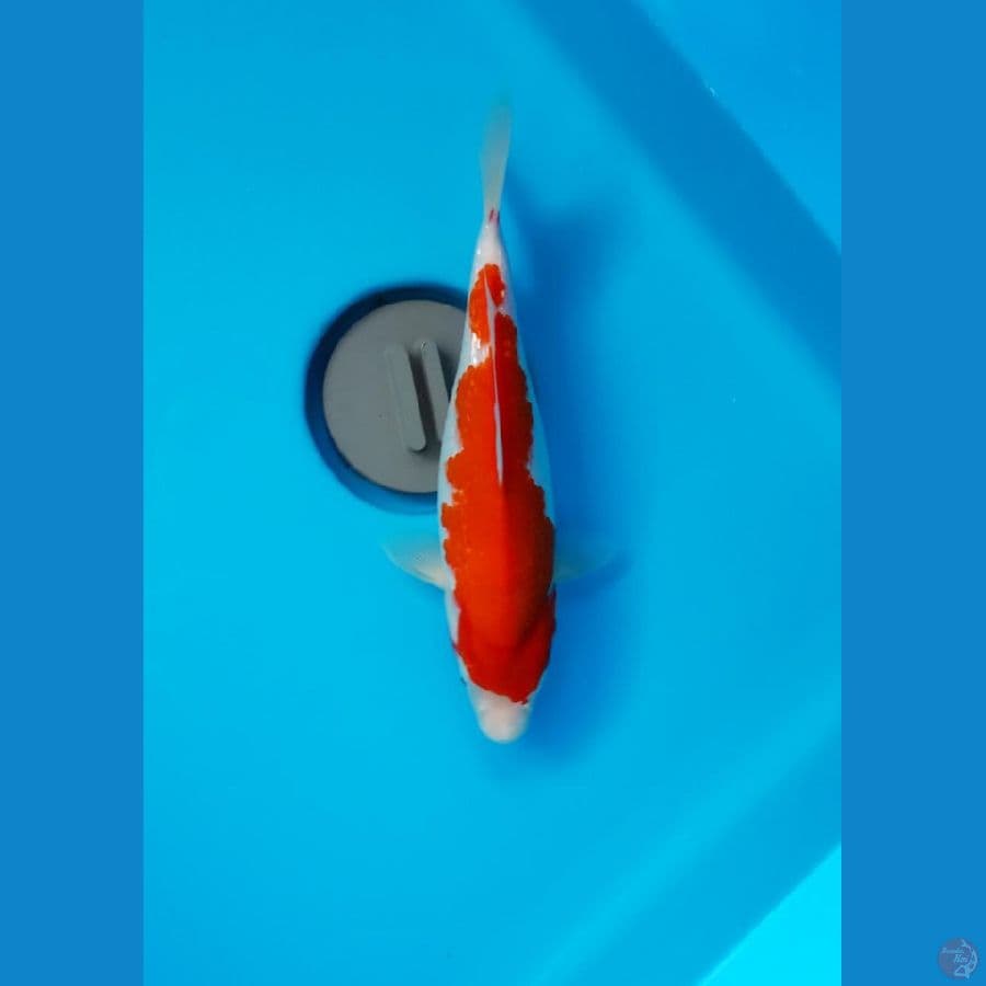 kohaku strong munuk