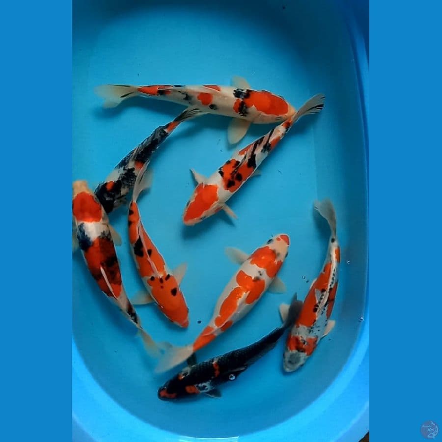 mix 25-30cm