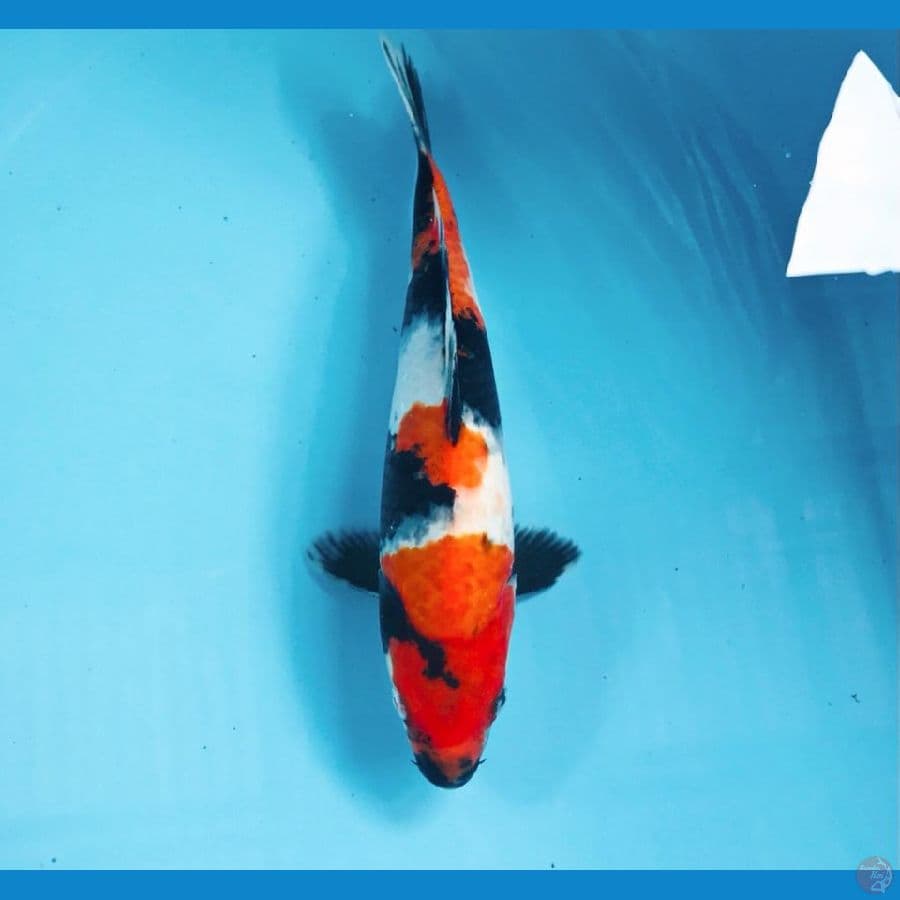 showa, 27 cm
