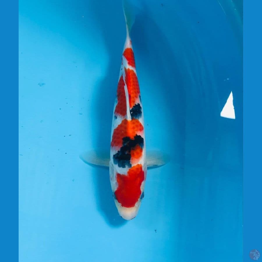 showa, 28 cm