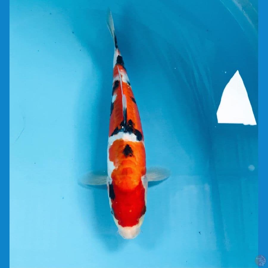 sanke aragoke, 30 cm