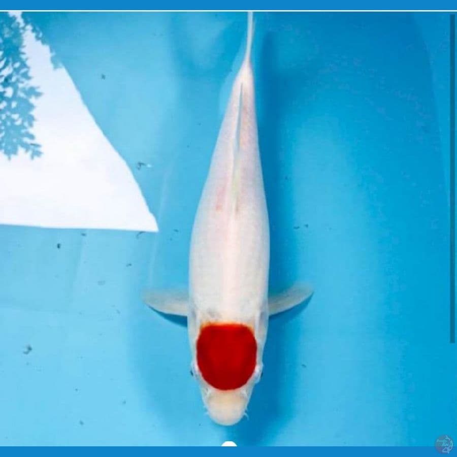 tancho kohaku, 33 cm