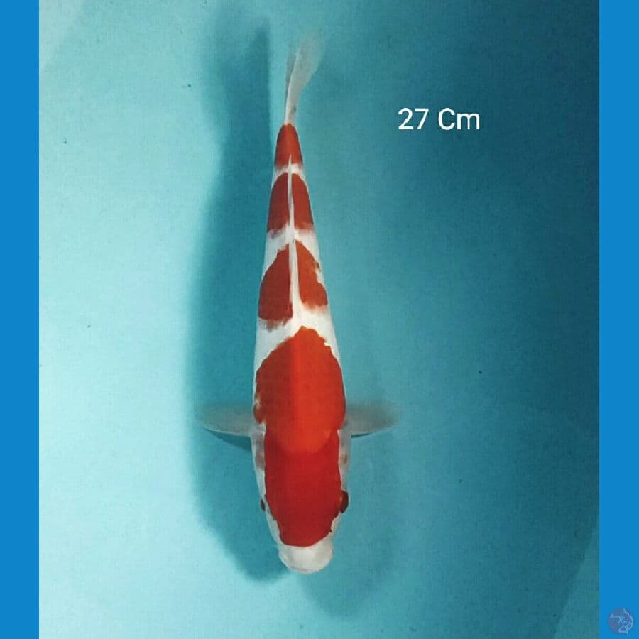 Kohaku 27 Cm