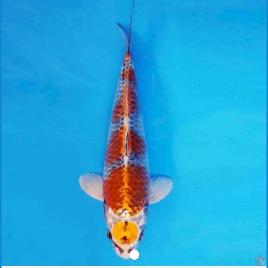 1.MARUTEN BENI GINGGA. 28 CM / ML