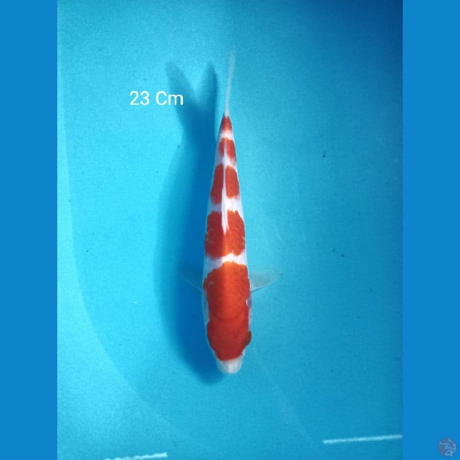 Kohaku 23 Cm