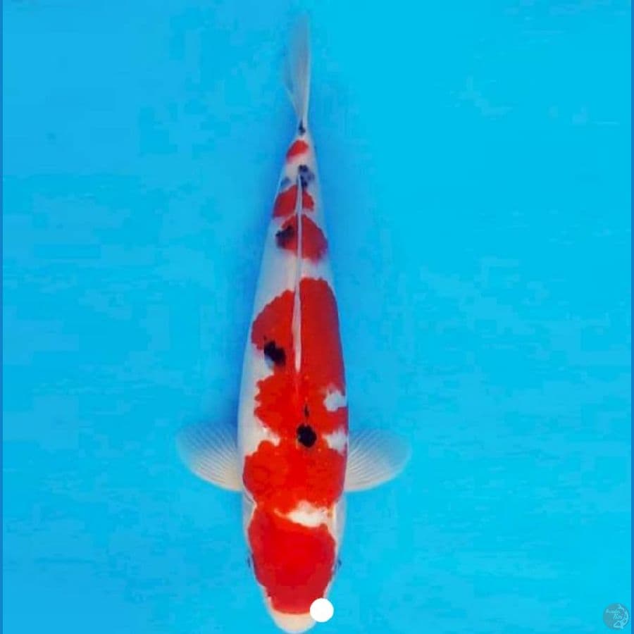 2.SANKE. 30 CM / ML
