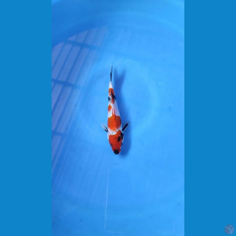 showa 20cm