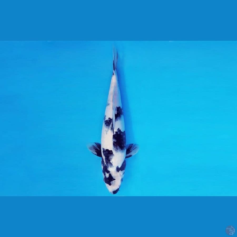 4.SHIRO. 29 CM / FML