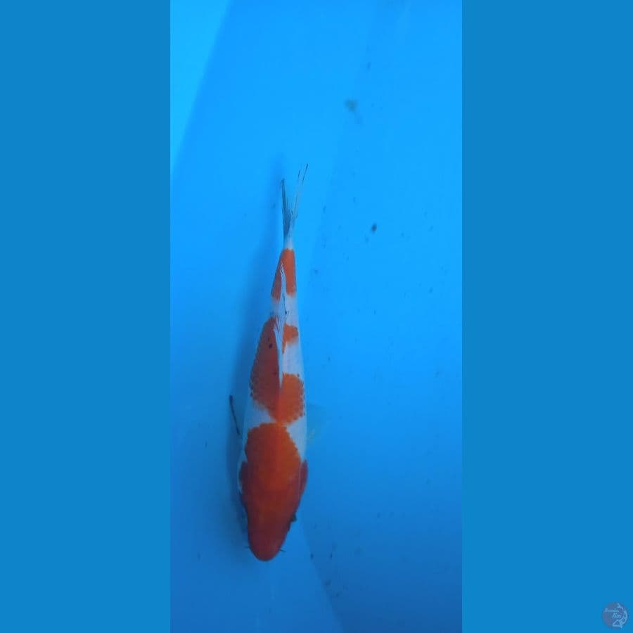 kuhaku