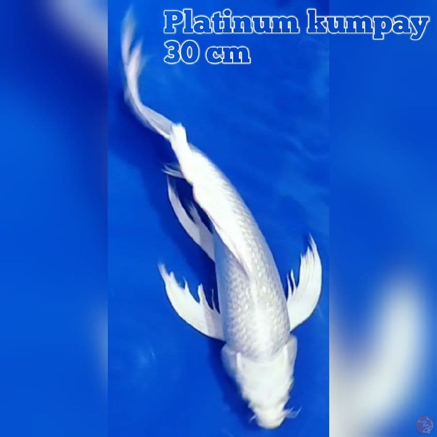 Kumpay Platinum 30 cm
