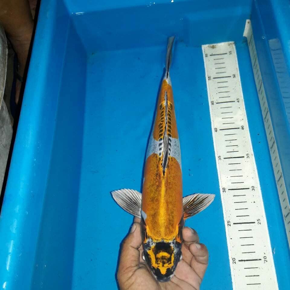 Kinkikokuryu koleksi antik