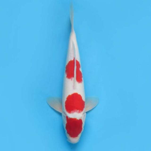 Red sandan kohaku original - tosai