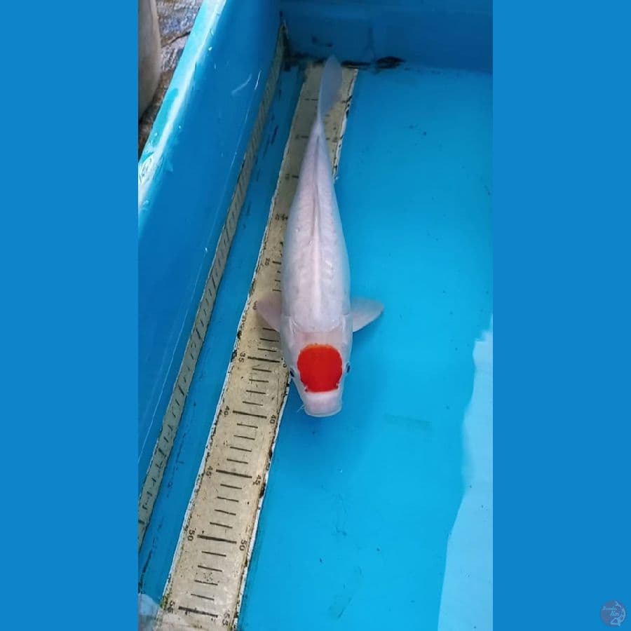 Doitsu 38cm