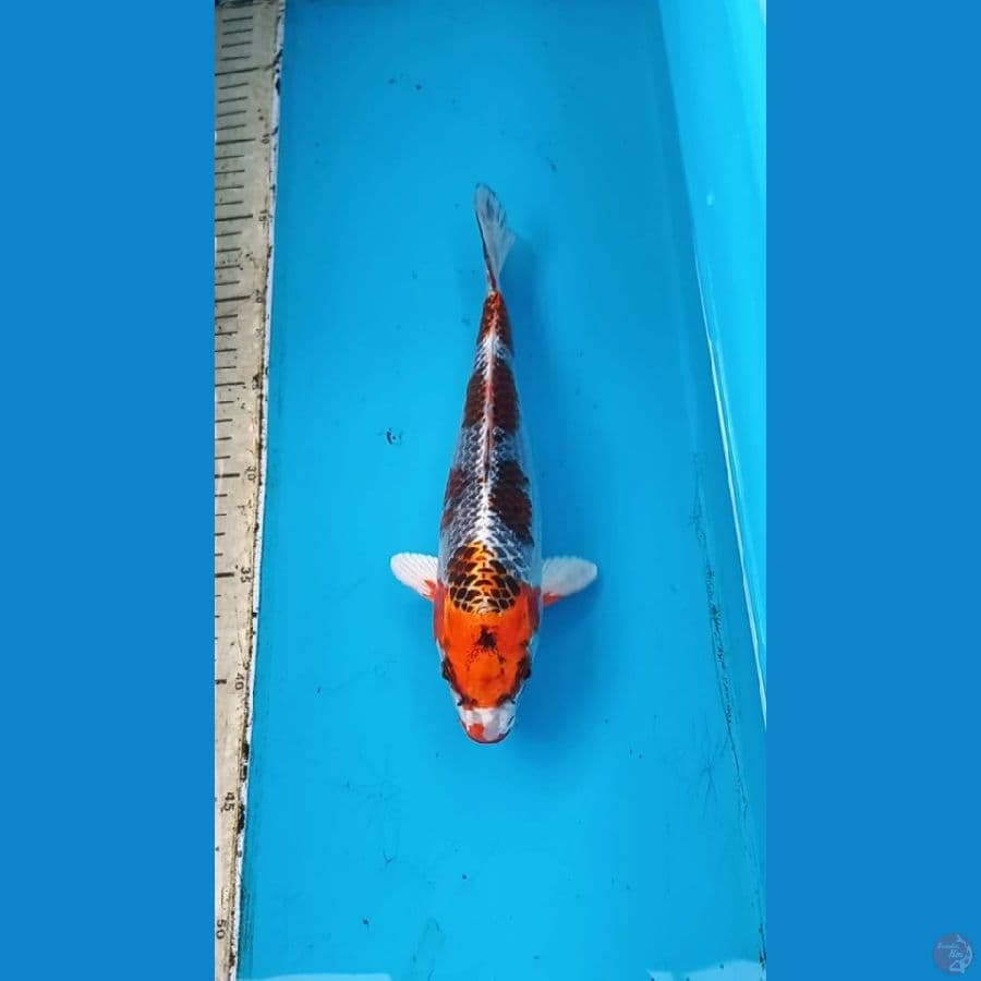 Gingga 27cm