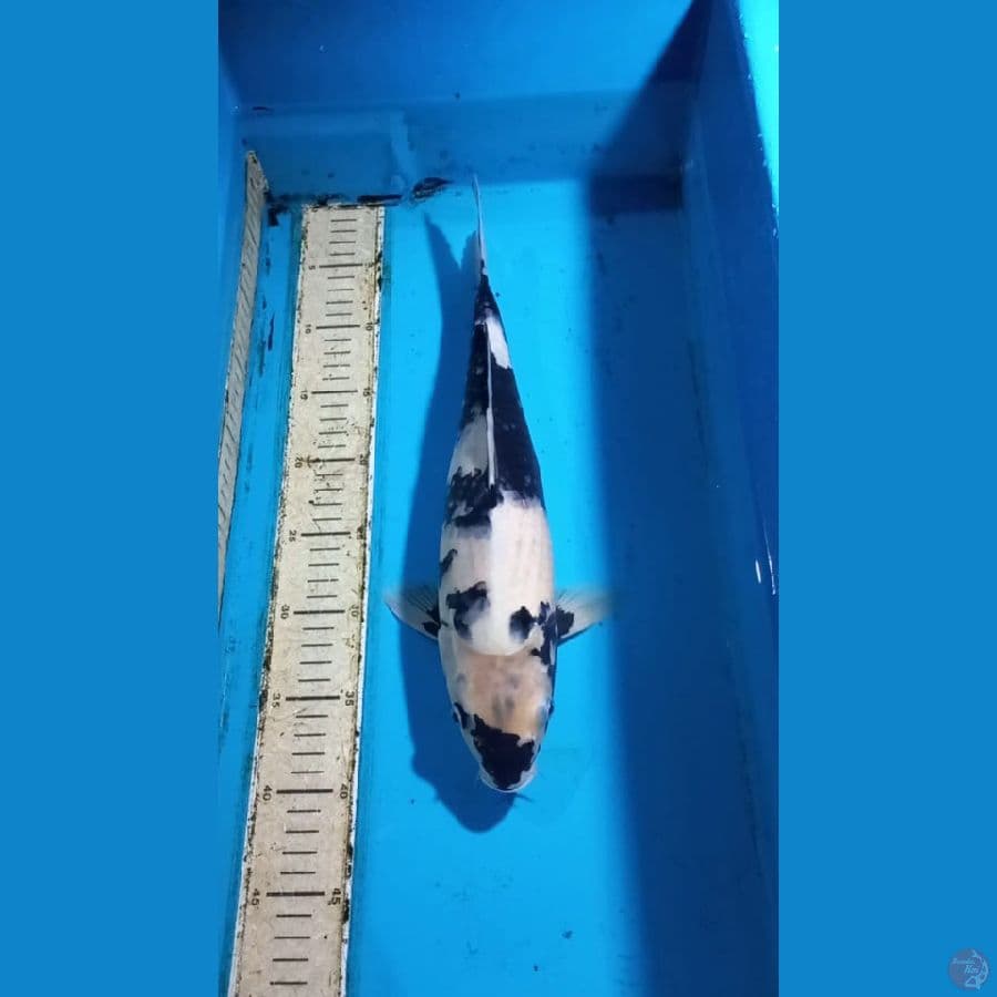 Shiro 38cm