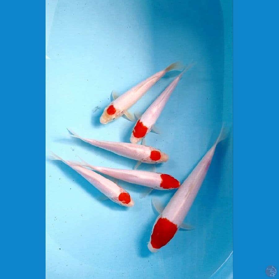paket tanco 17-26 cm