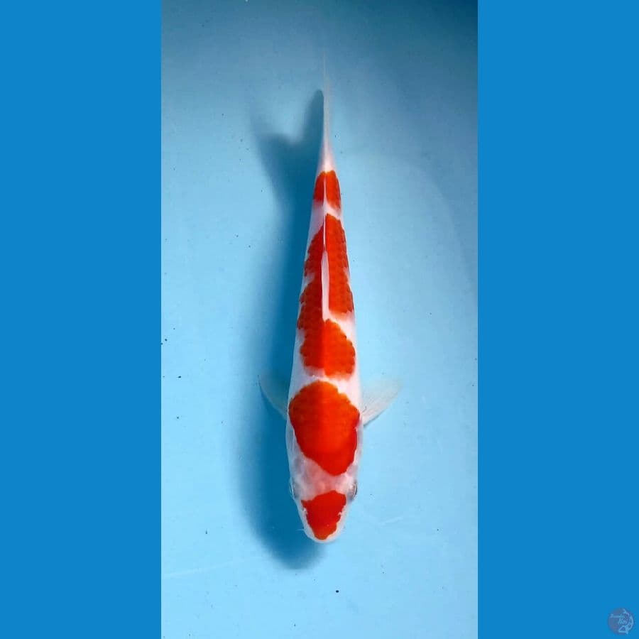 kohaku 21cm