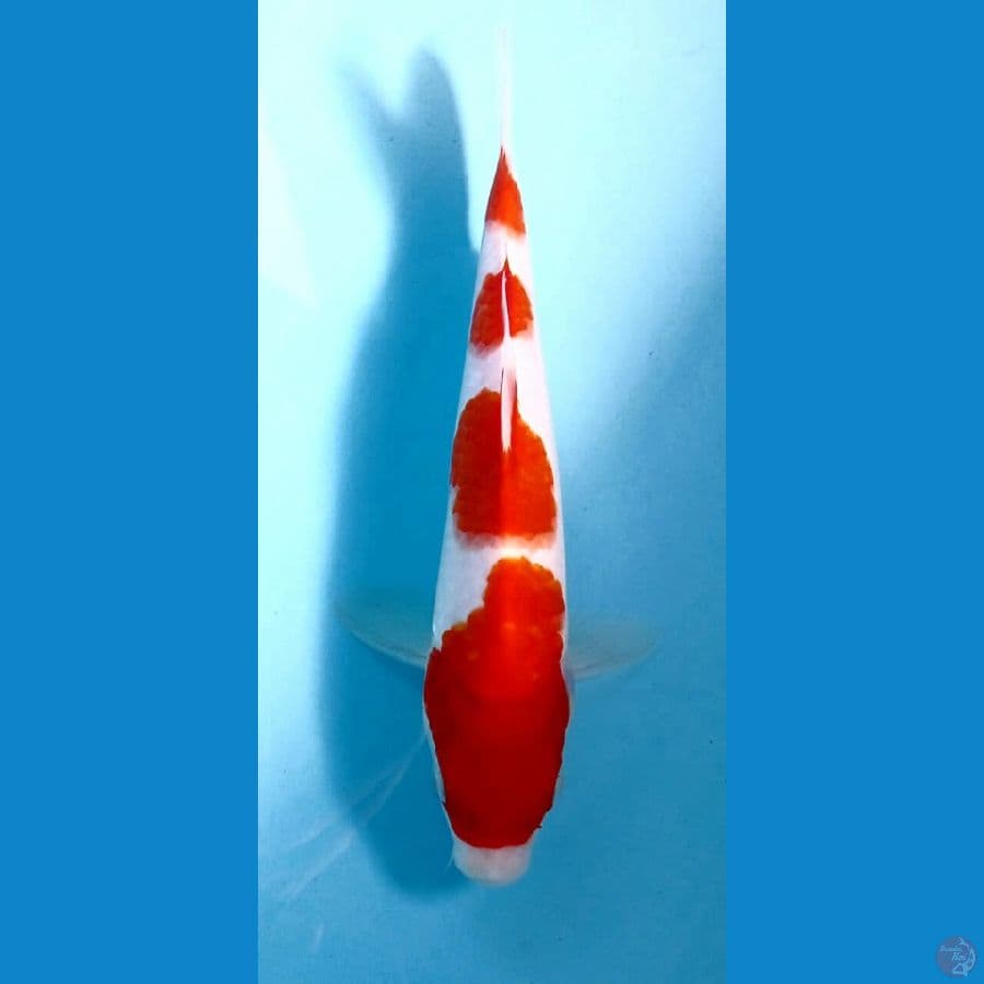 kohaku 21cm
