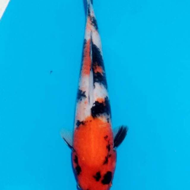 Showa 30cm