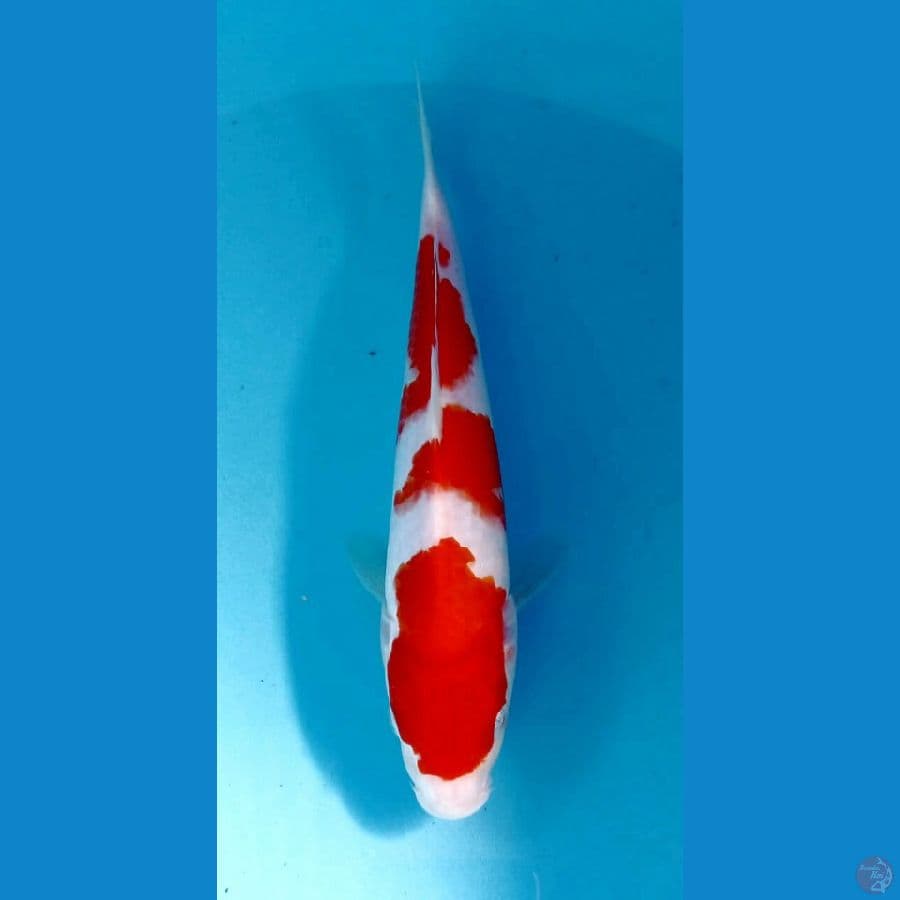 kohaku 25 cm