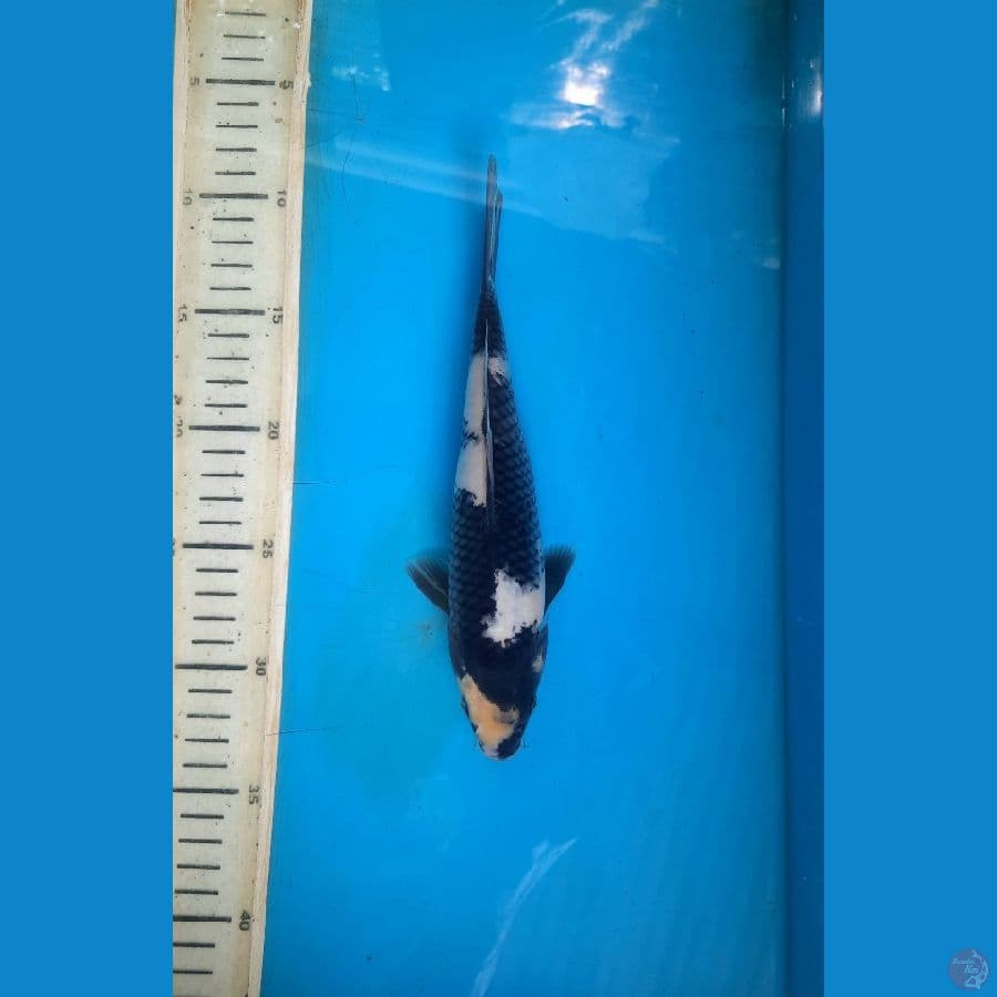 Shiro 23cm