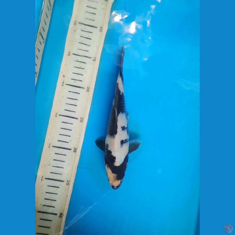 Shiro 21cm