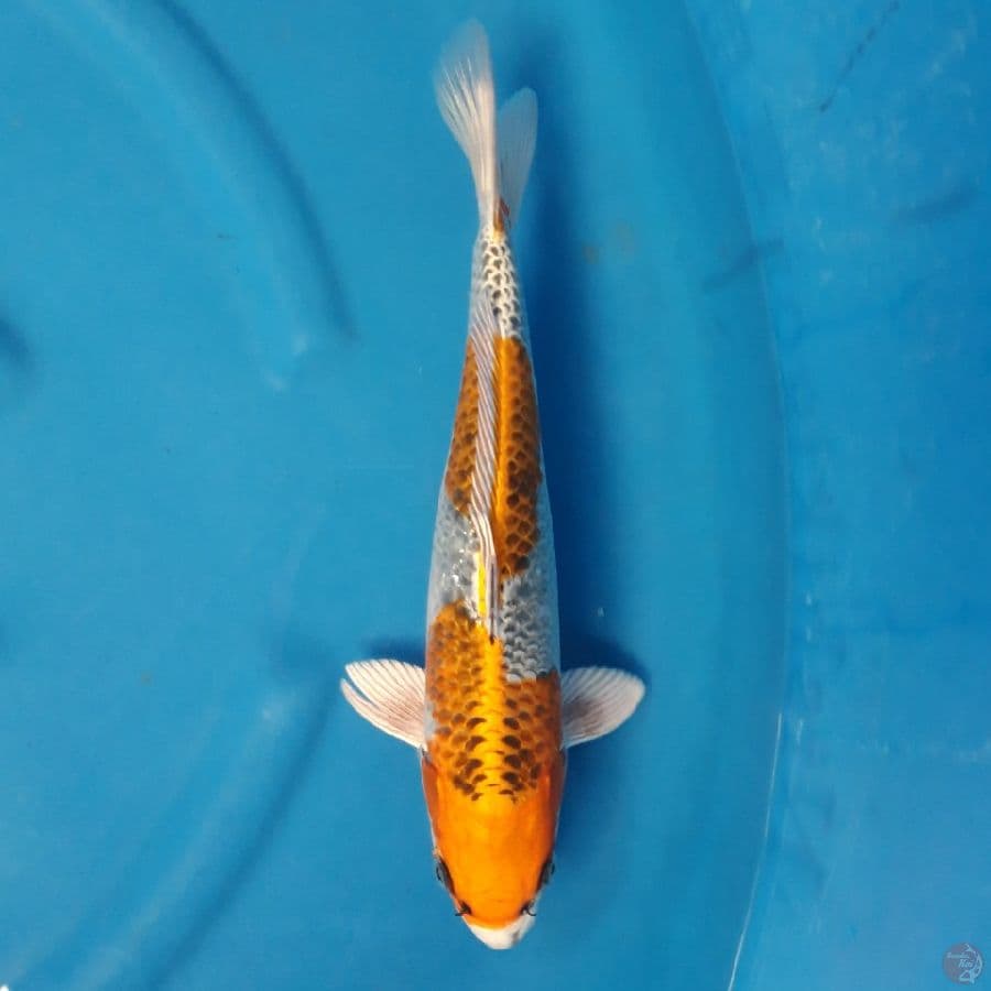Kujaku 35cm