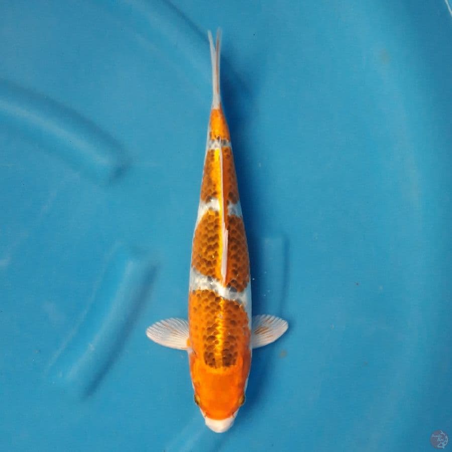 Kujaku 36cm
