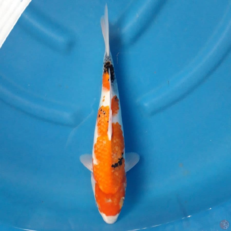 Showa 35cm