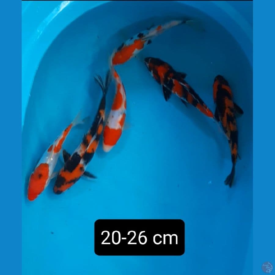 bahan 6 ekor 20-26 cm