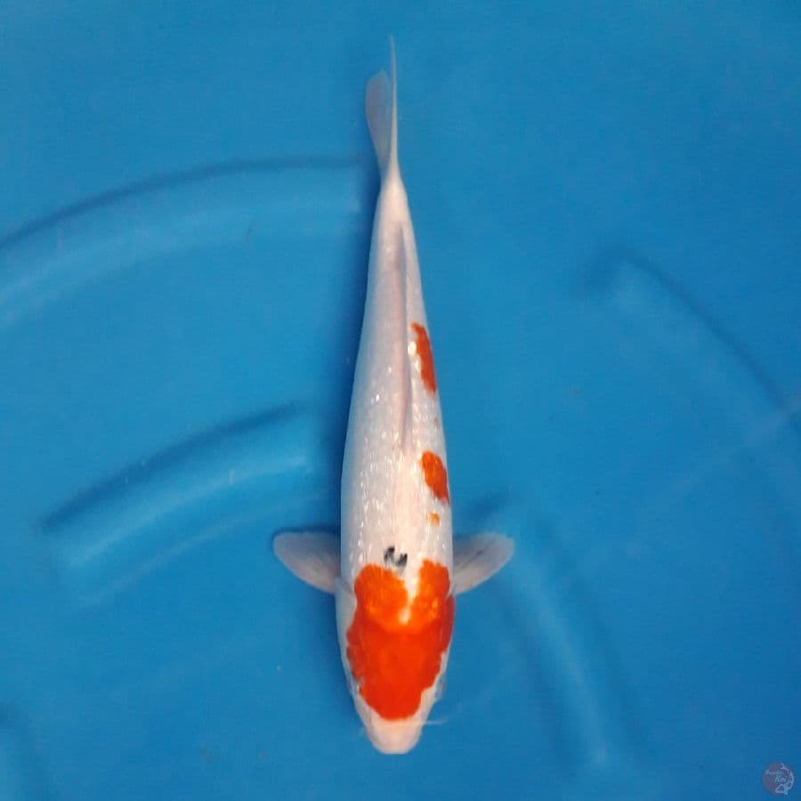 Showa Ginrin 35cm