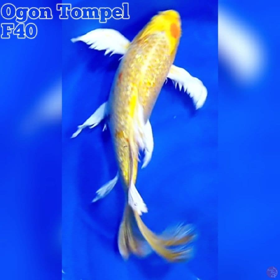 Kumpay Ogon F40