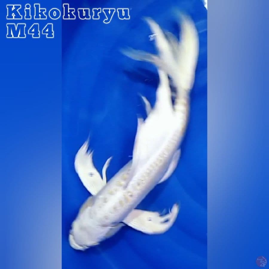 Kumpay Kikokuryu M44