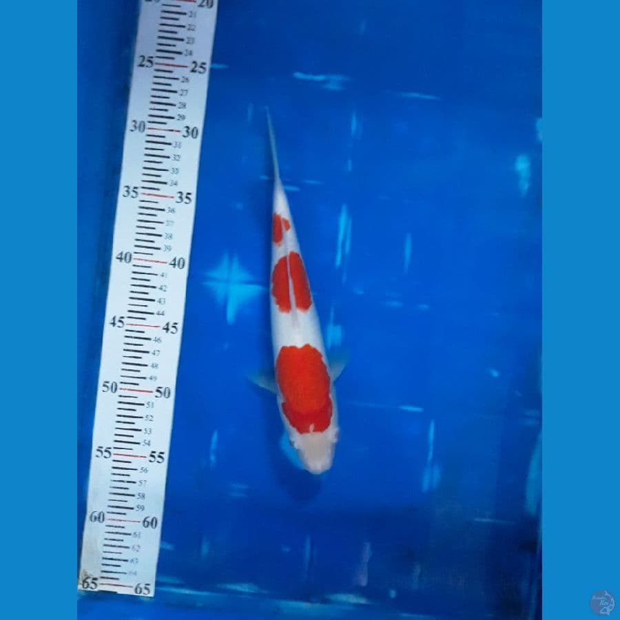 Kohaku 3 step, ORI, Jantan, 27cm