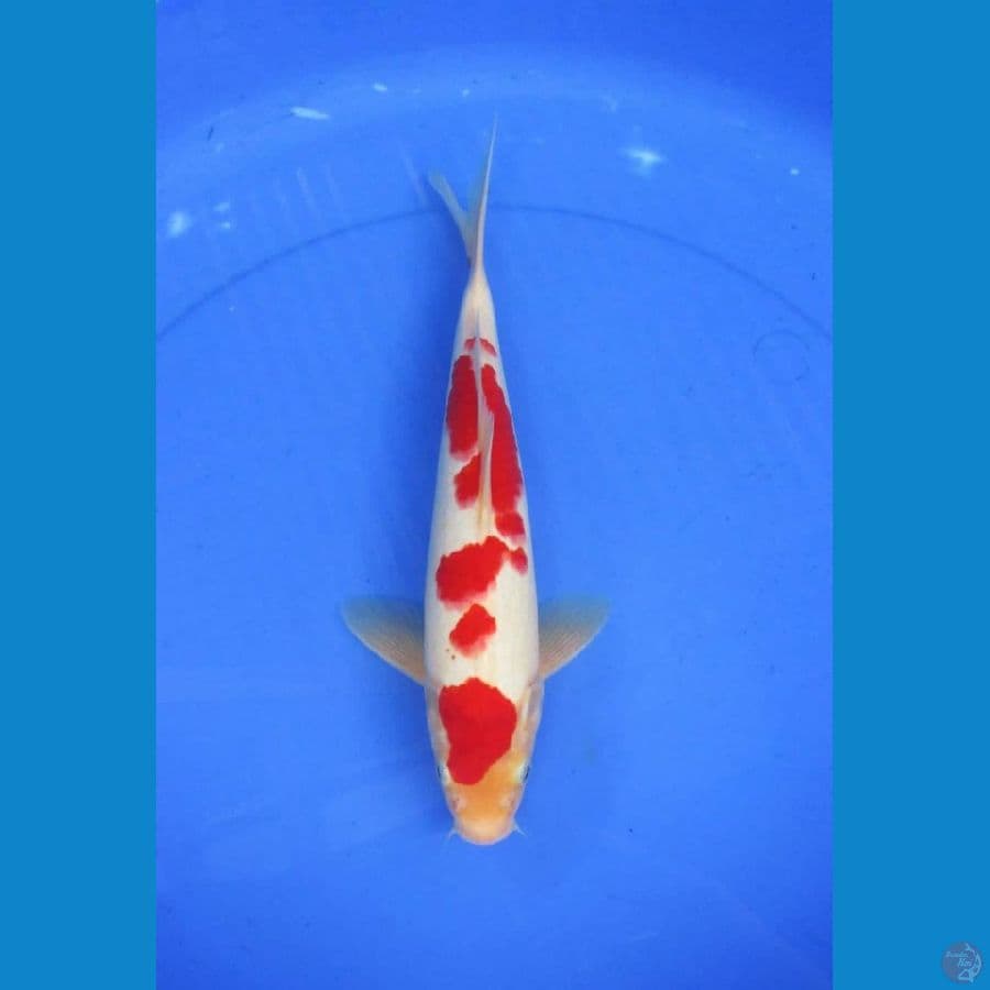 Kohaku Strong