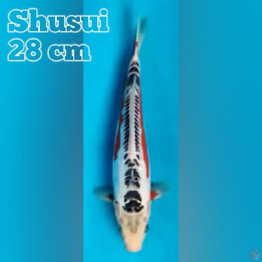 Shusui 28 cm