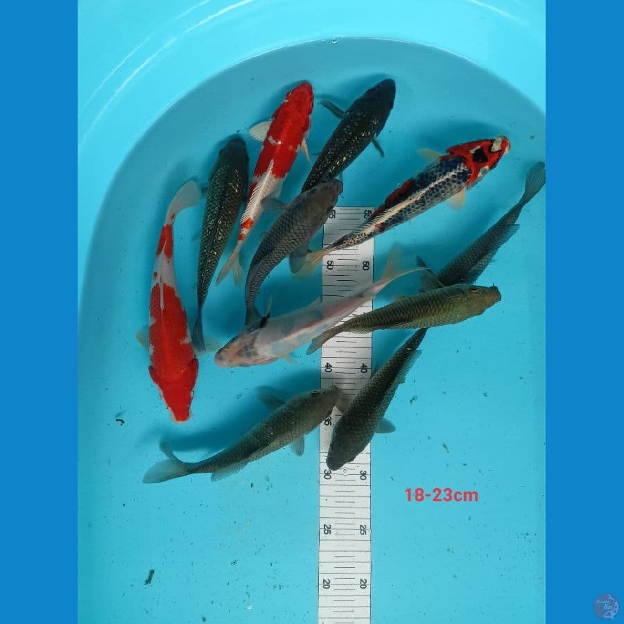 mix 18-22cm