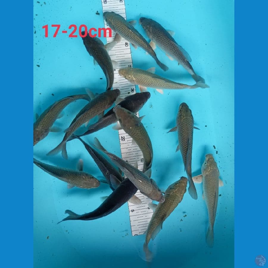 paket soragoi 17-20cm