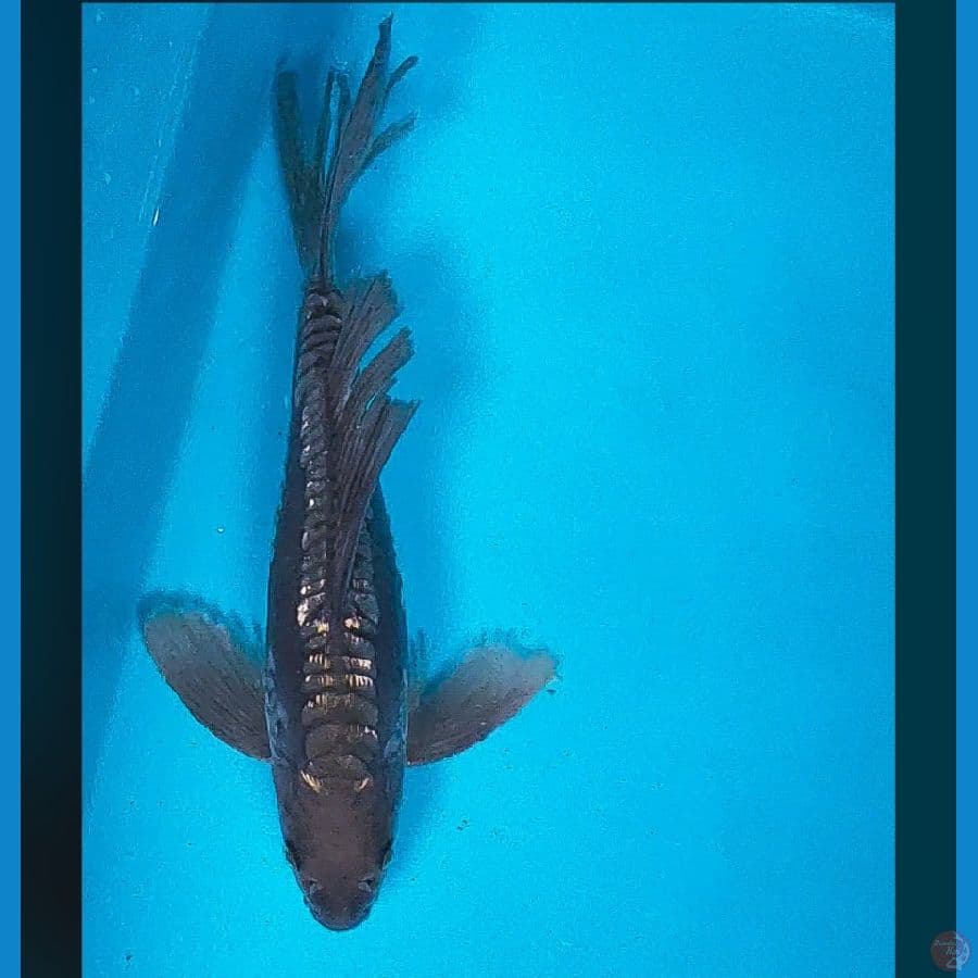 kumpay antik 27cm male
