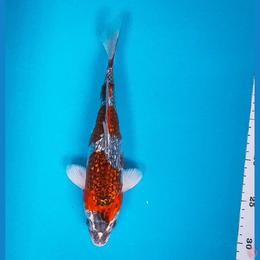 kuro goshiki ginrin 25cm male