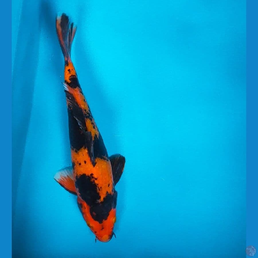 utsuri 28cm male