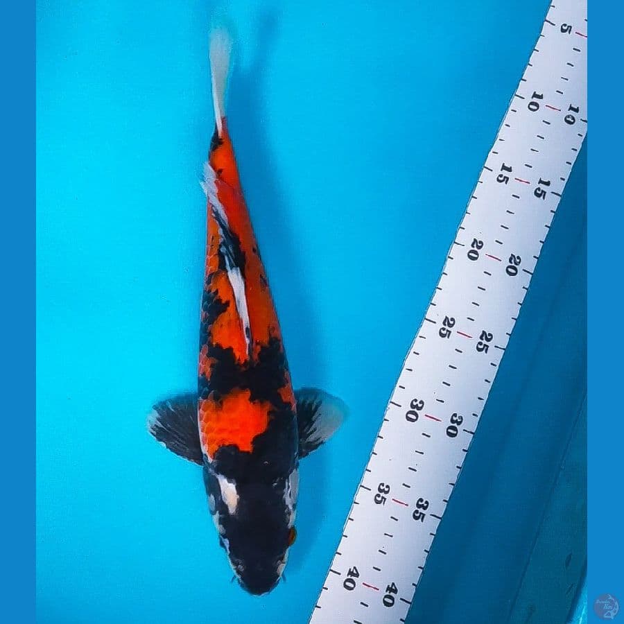 showa strong 31cm male
