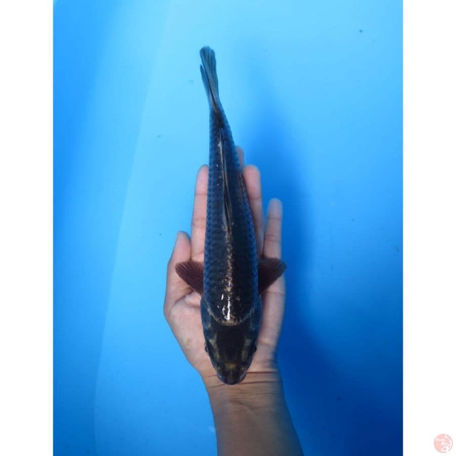 Black Mukasi - 18cm