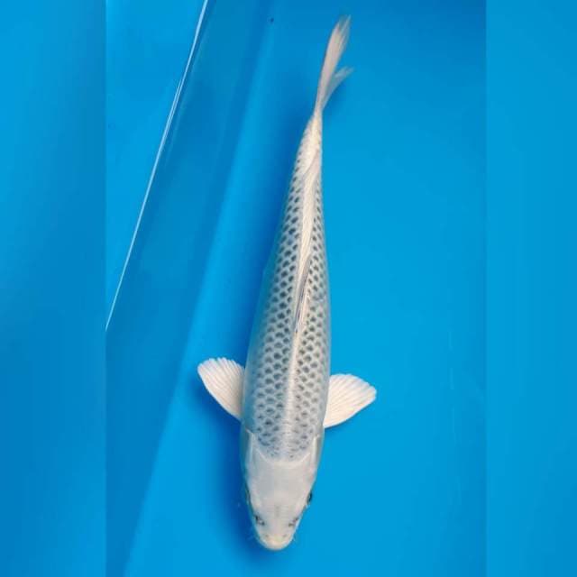 GIN MATSUBA MALE